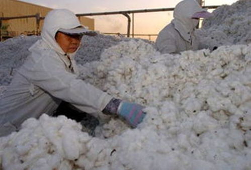 杨敏德 哈佛女硕士坚持回新疆种棉花,被人称为 棉花公主